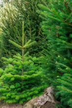 Nordmann kerstboom Nordmann kerstboom